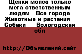 Щенки мопса только мега-ответственным людям - Все города Животные и растения » Собаки   . Вологодская обл.